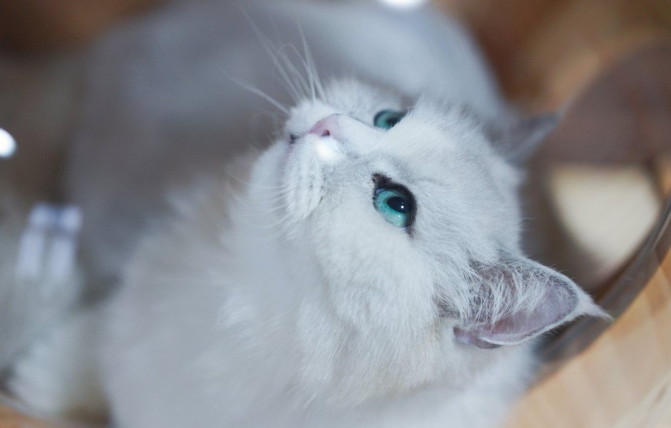 Белая кошка с голубыми глазами
