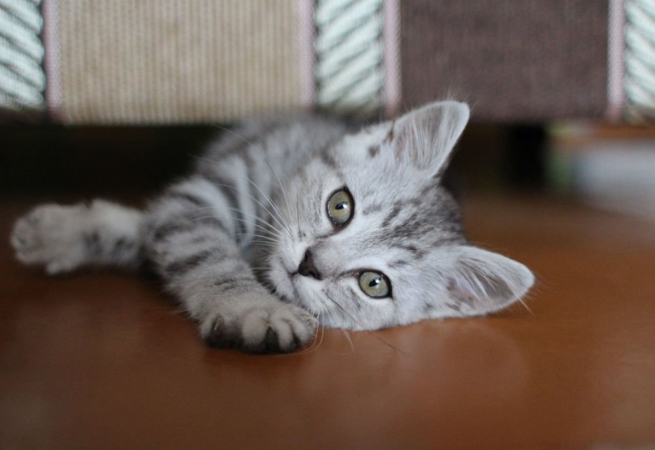 Кот серо полосатый вискас