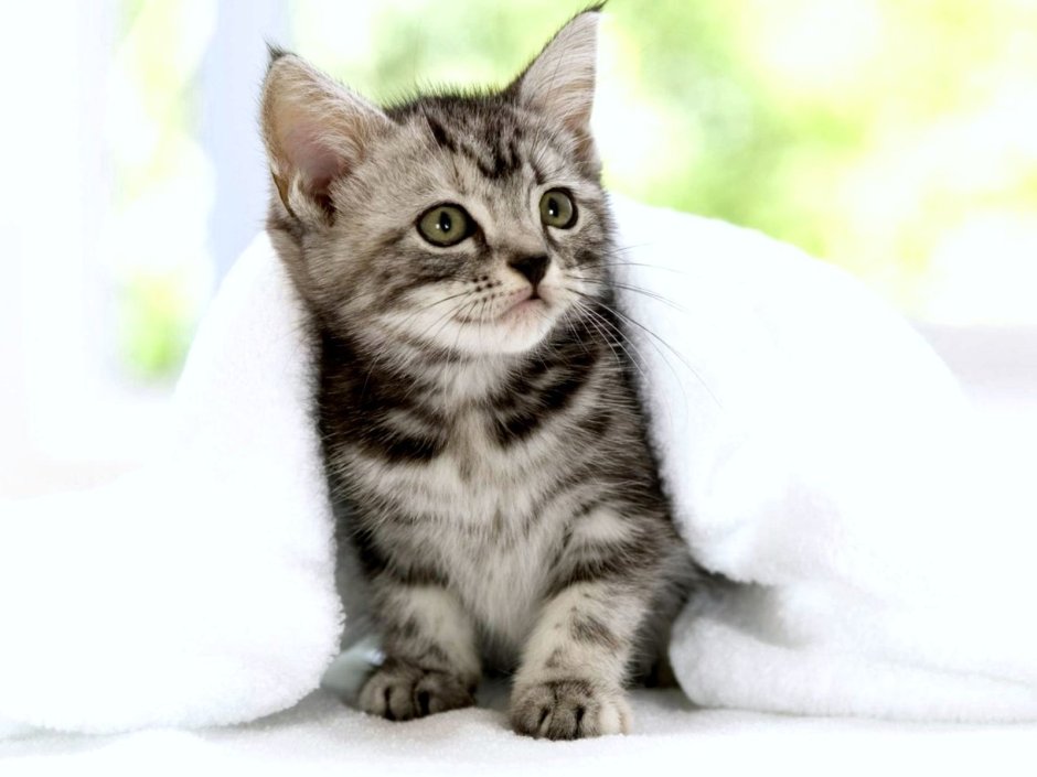 Американская короткошёрстная кошка