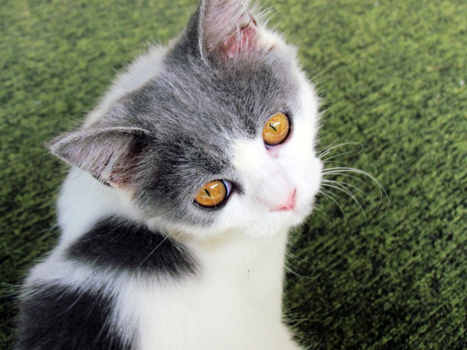 Серо-белый котёнок