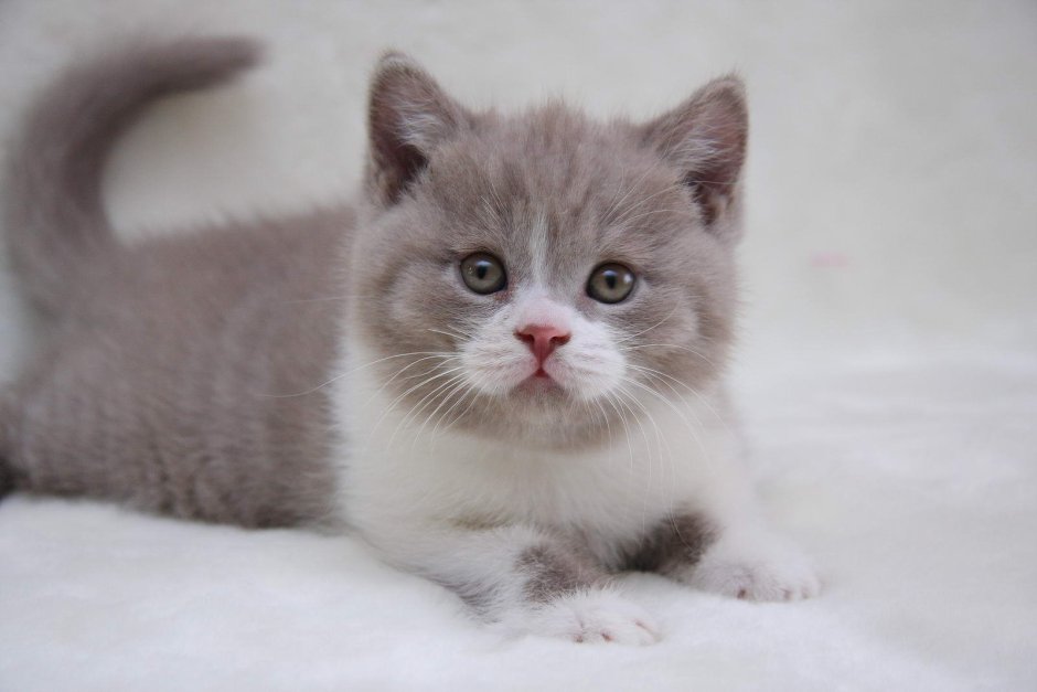 Британские котята биколор