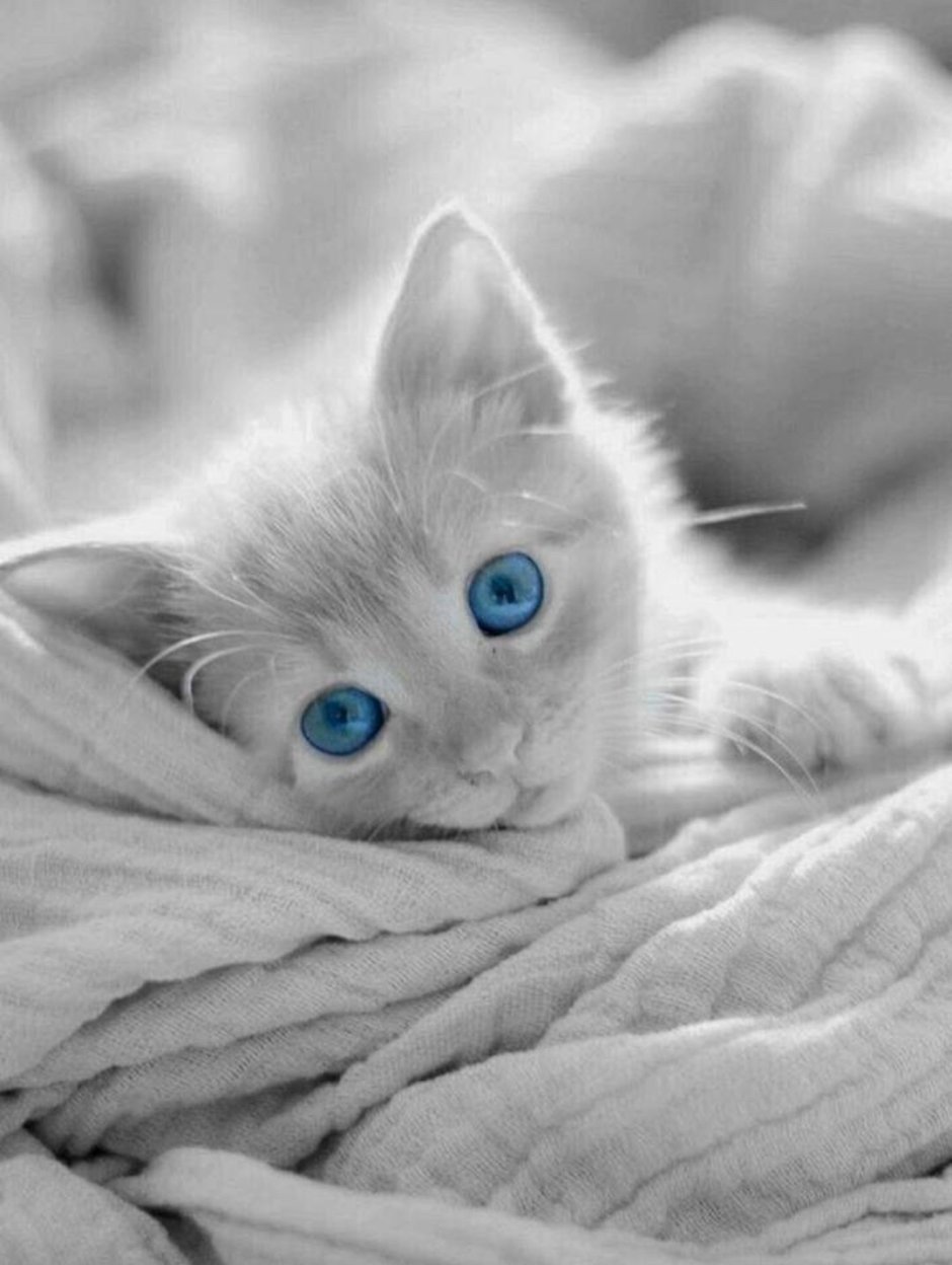 Котенок с голубыми глазами