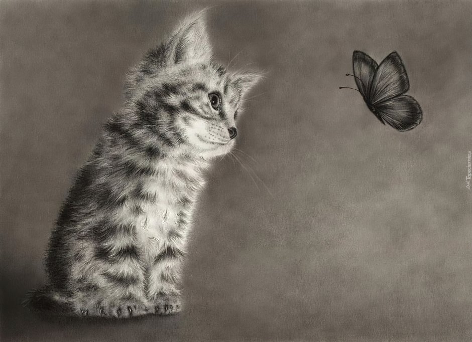 Серый британец котенок