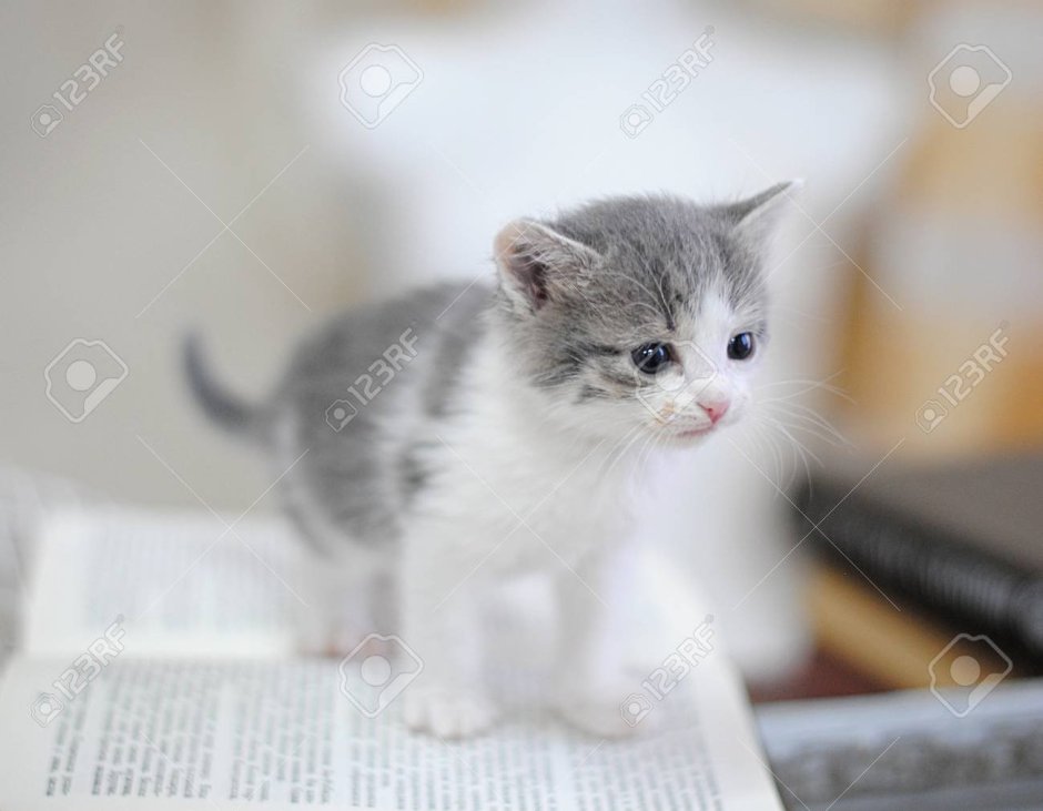 Маленький котенок сера бела