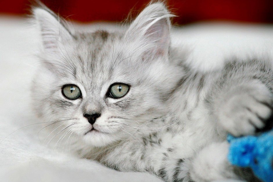 Серый котёнок с голубыми глазами