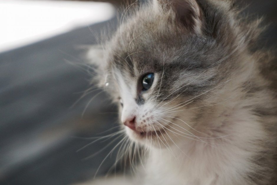 Бело серый котенок