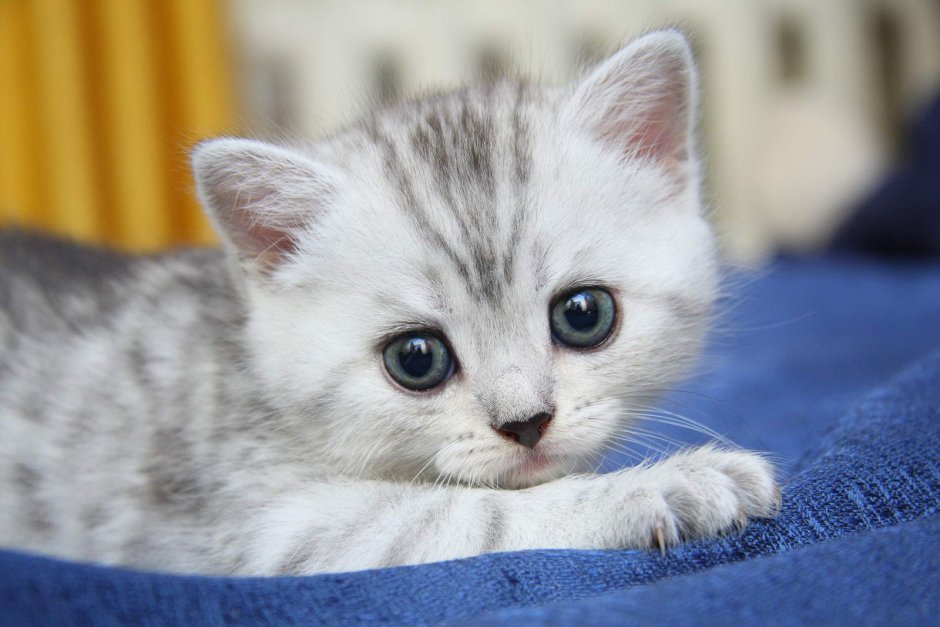 Котенок белый с полосками