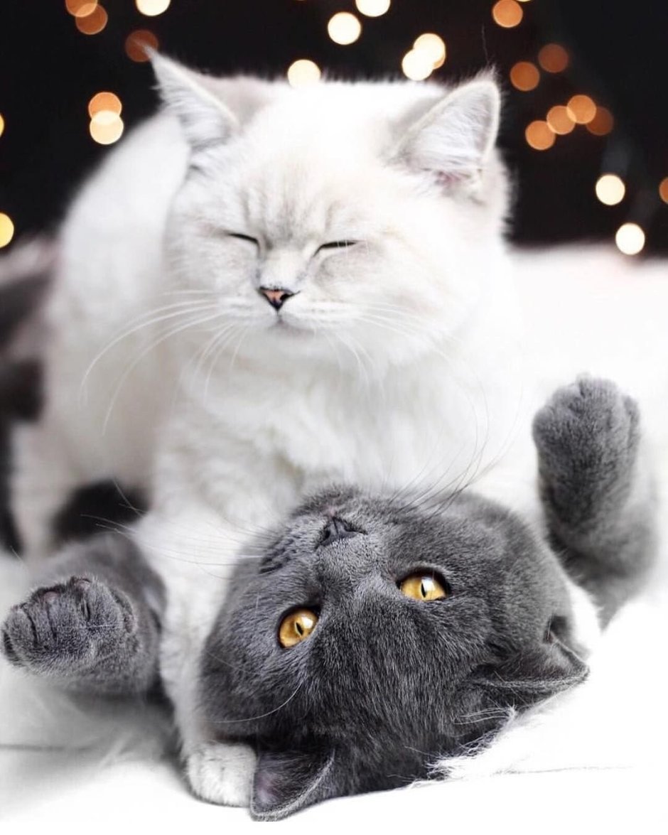 Нежная кошка