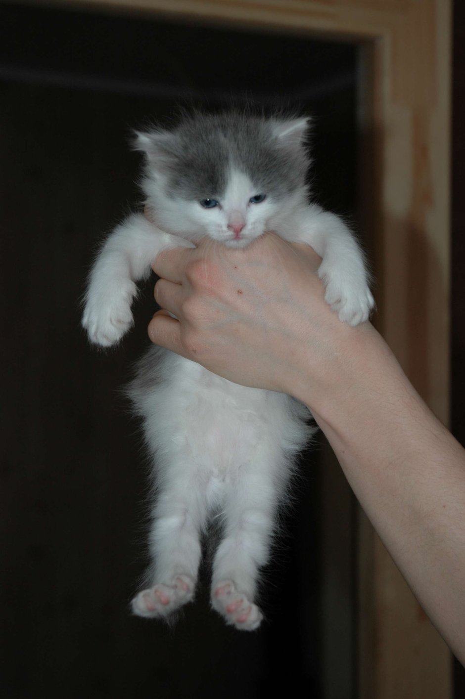 Полосатый пушистый котенок