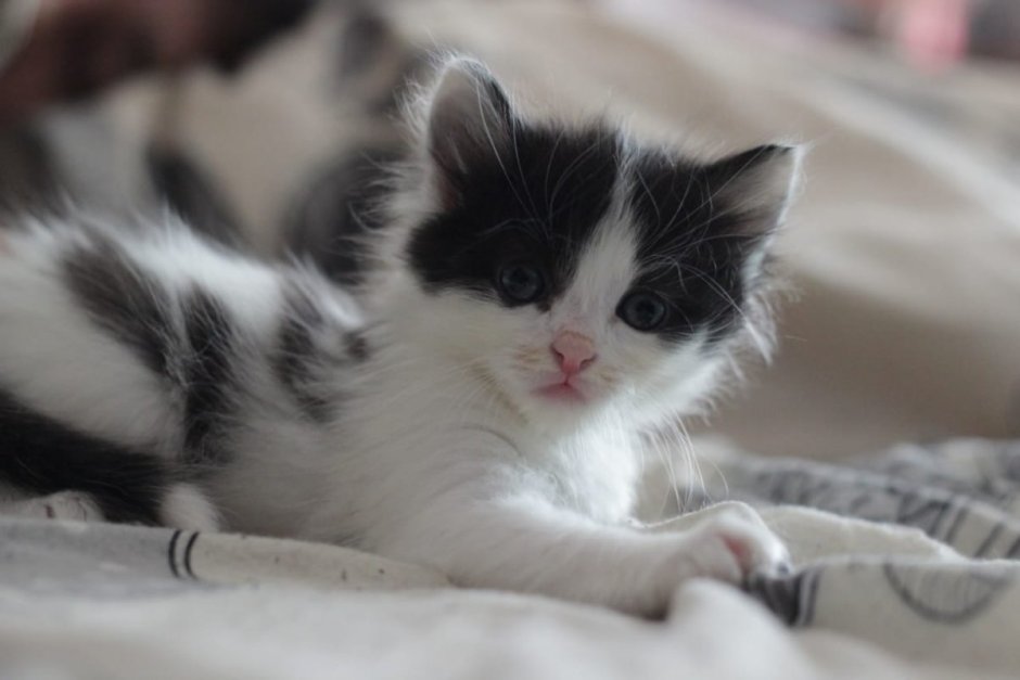 Кошки маленькие