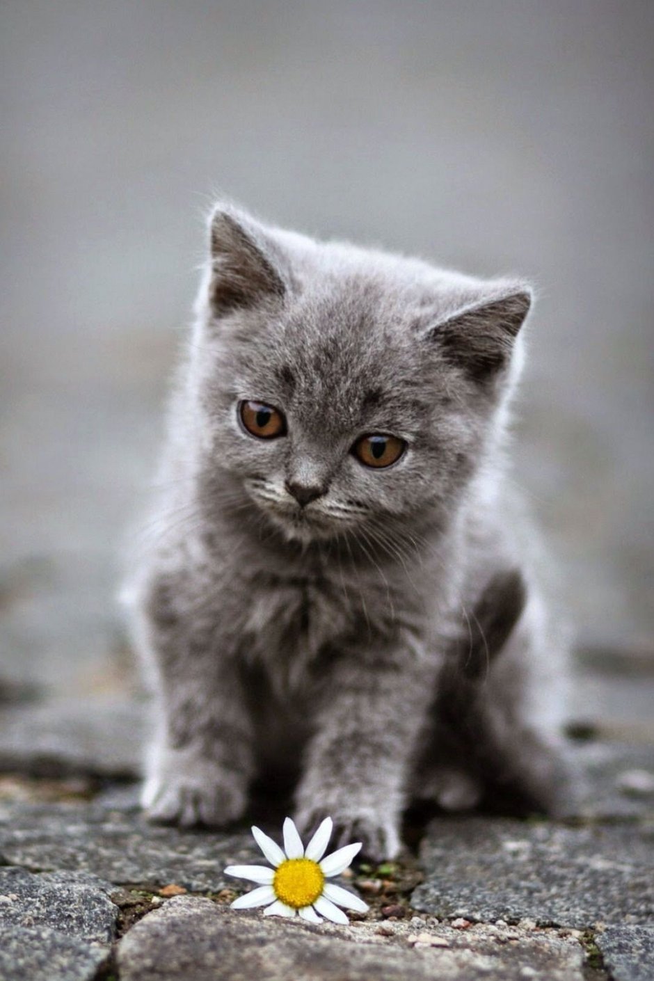 Красивые коты