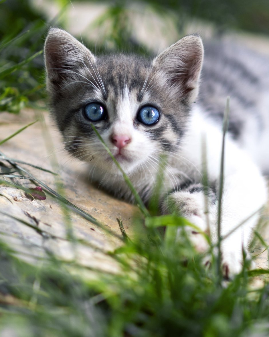 Рэгдолл Манчкин