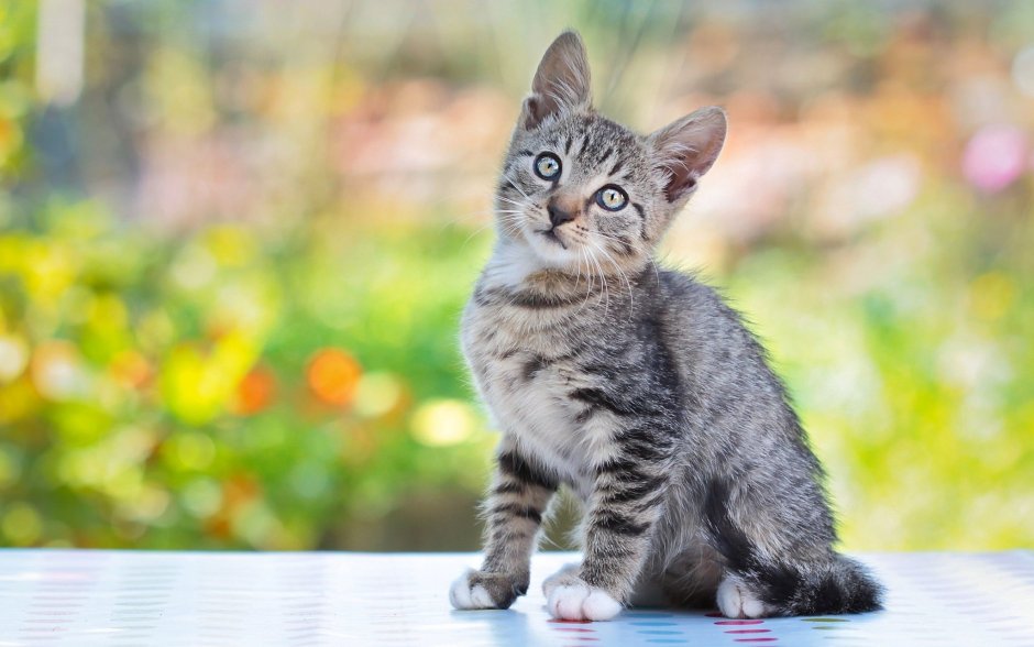 Серый котёнок