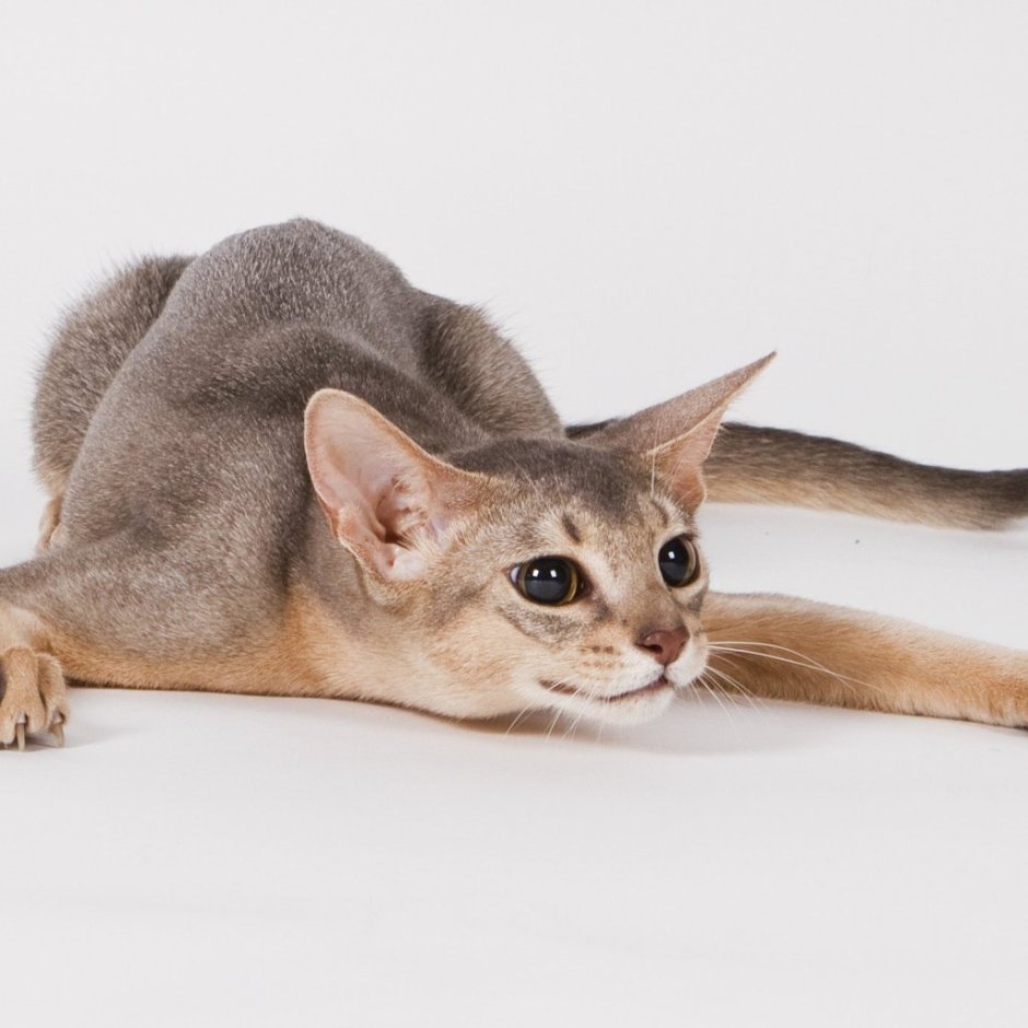 Абиссинская кошка серая