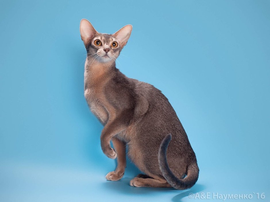 Абиссинская кошка голубая