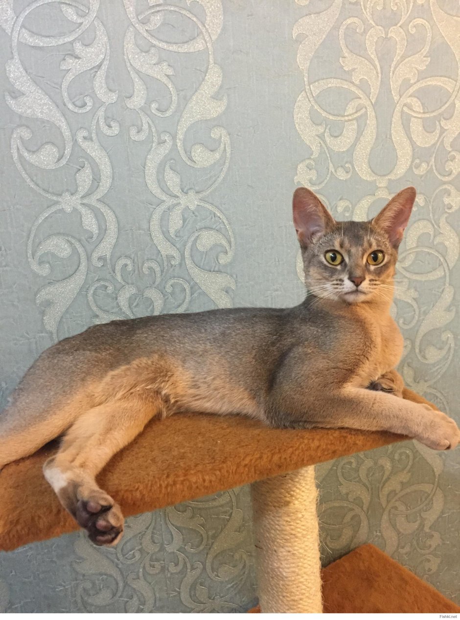 Абиссинская кошка голубая