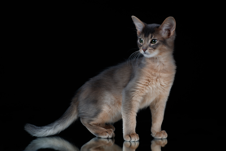 Абиссинская кошка белая