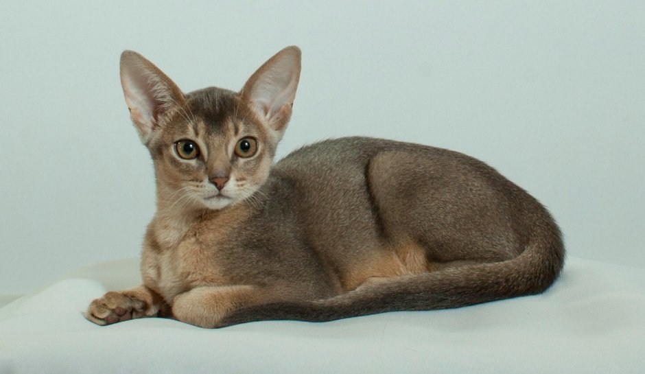 Саваж питомник абиссинских кошек