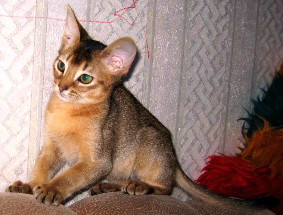 Абиссинская кошка голубая