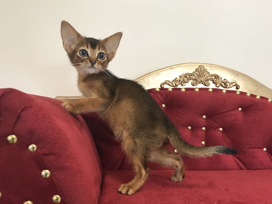 Аллергия у абиссинских кошек на корм