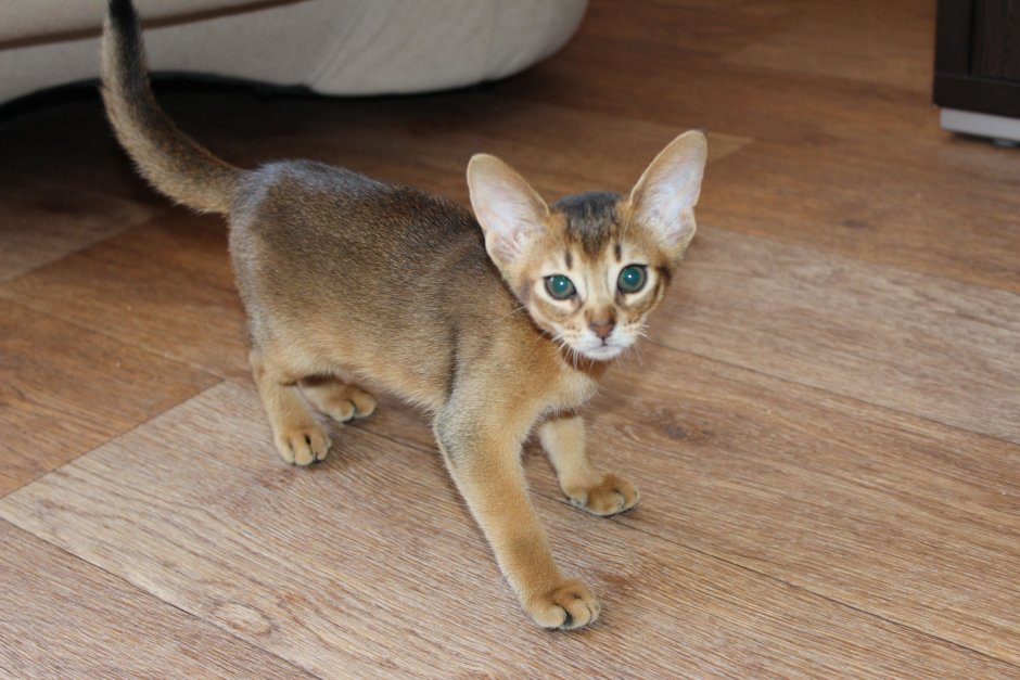 Абиссинская кошка дикий окрас