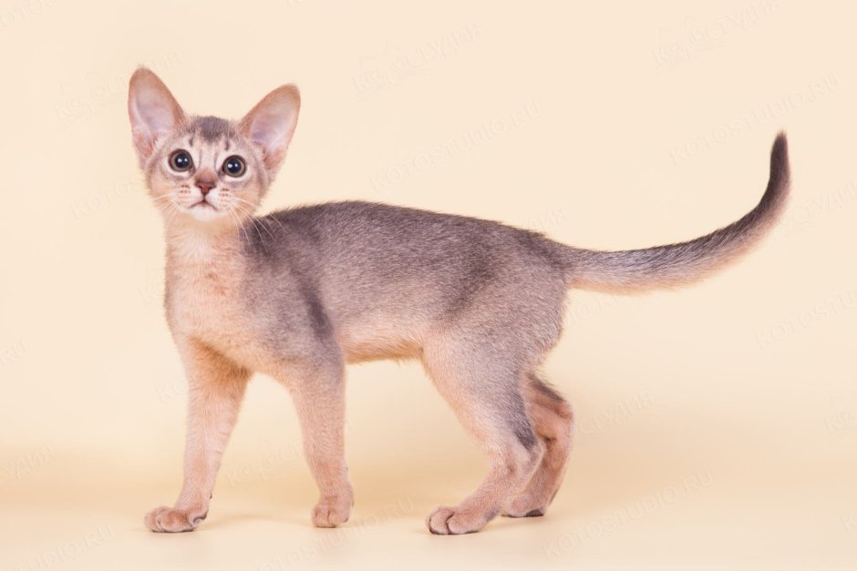 Абиссинская кошка серая