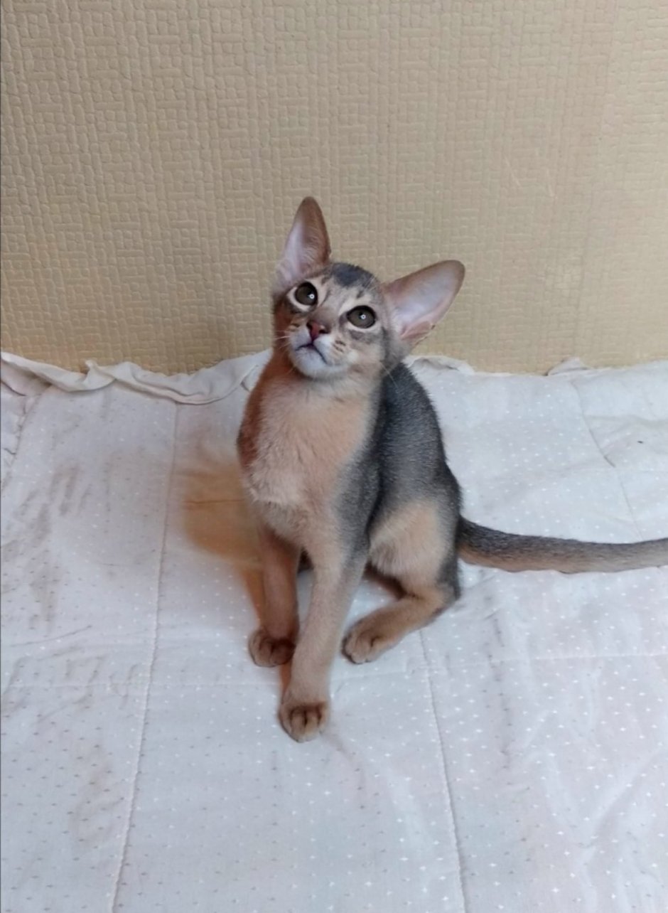 Абиссинская кошка серая