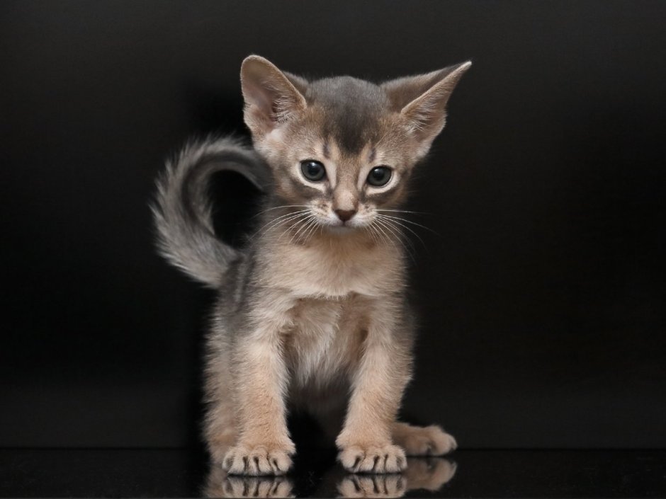 Абиссинская кошка