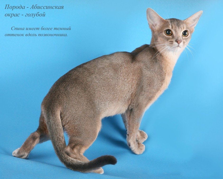 Питомник абиссинских кошек