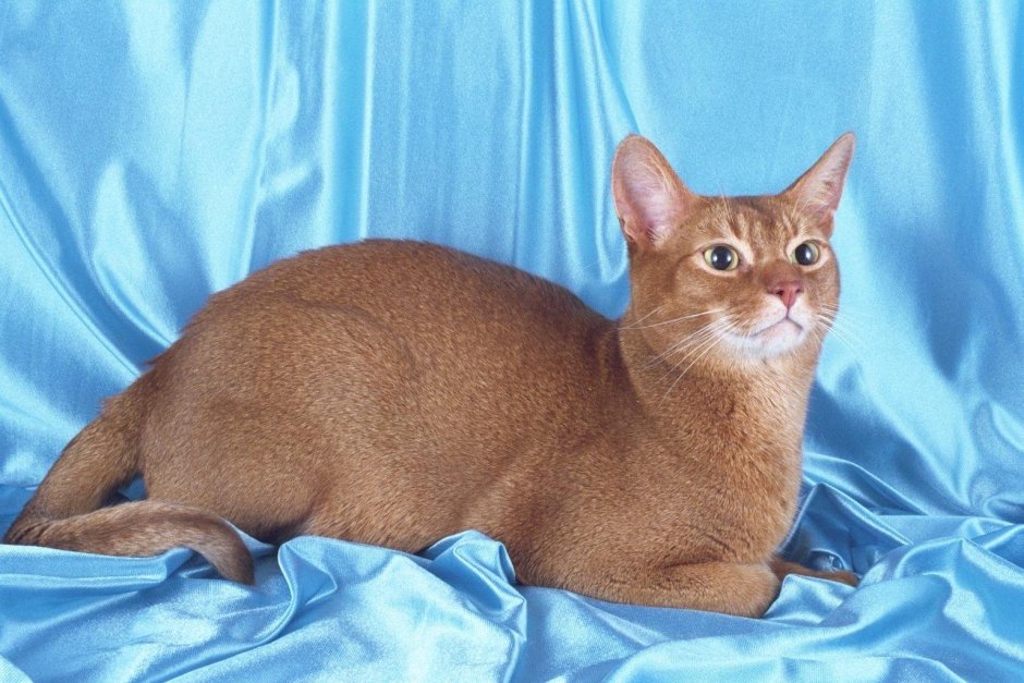 Абиссинская кошка пятнистая