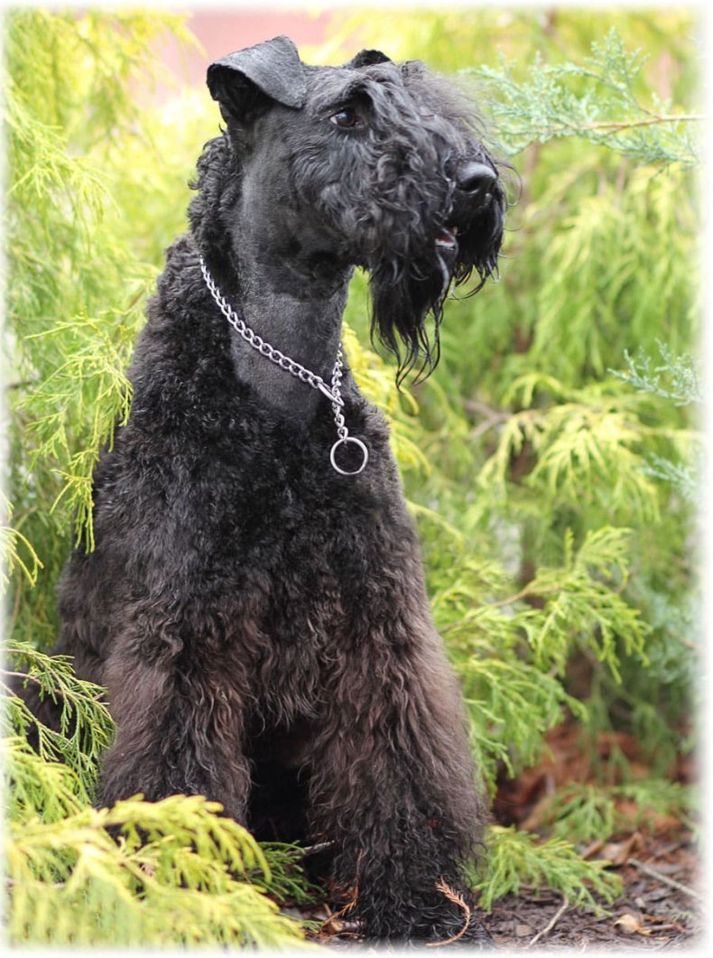 Курчавошёрстный ретривер