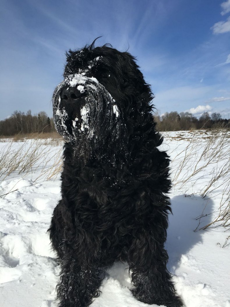 Керри Блю терьер