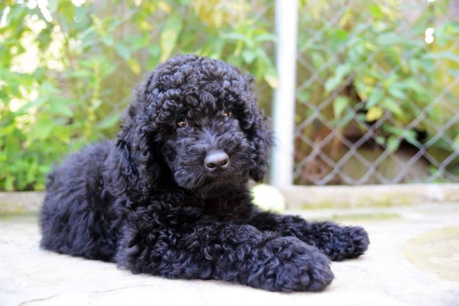 Русский черный терьер Russian Black Terrier