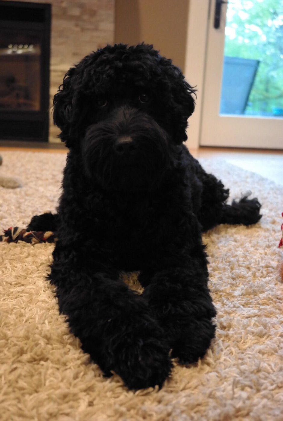 Лабрадудель черный