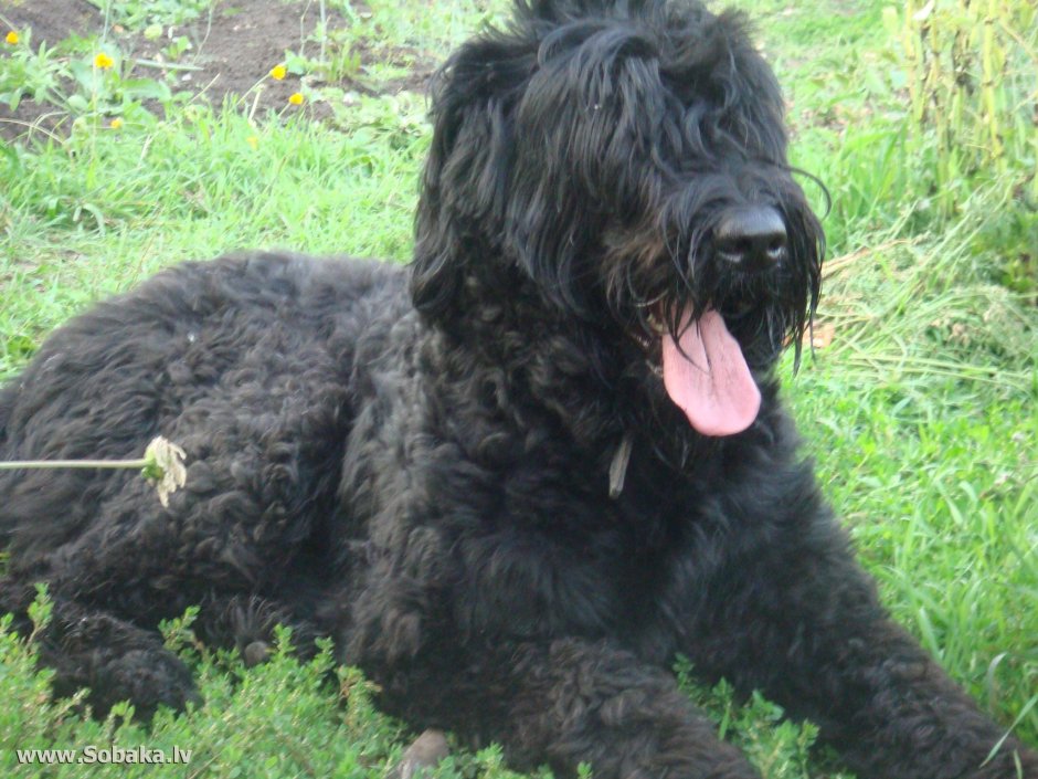 Ирландский Керри Блю терьер