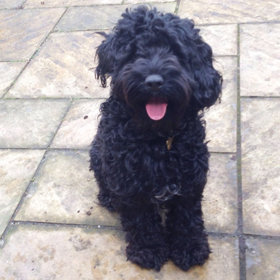 Кокер-пудель кокапу черный