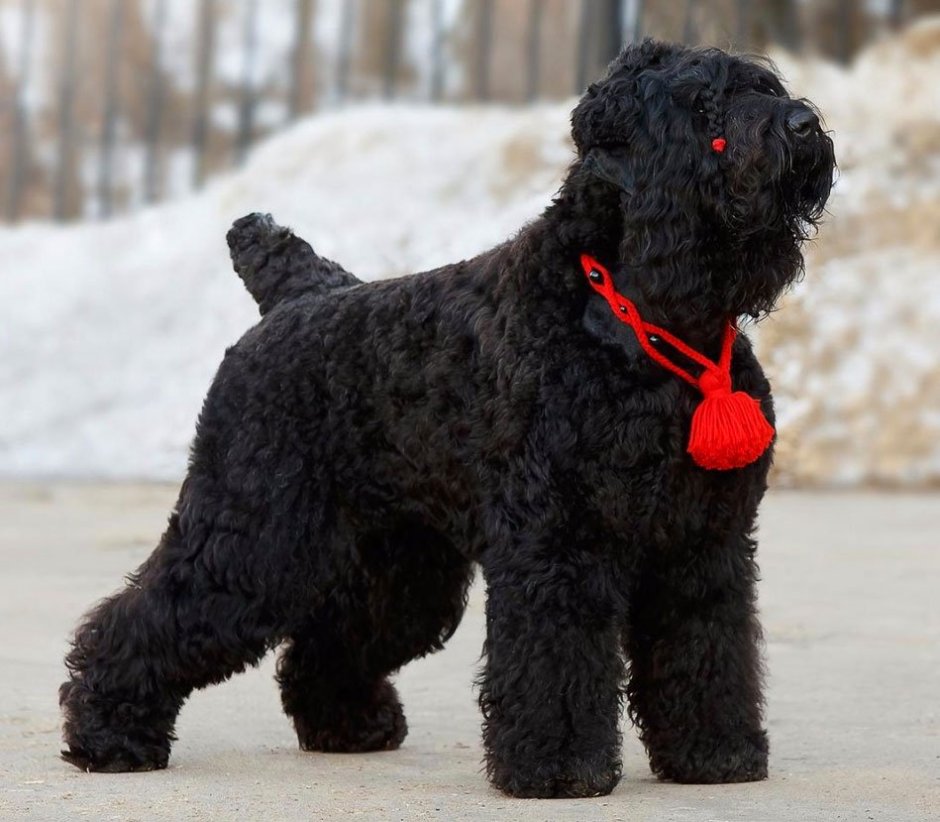 Русский черный терьер