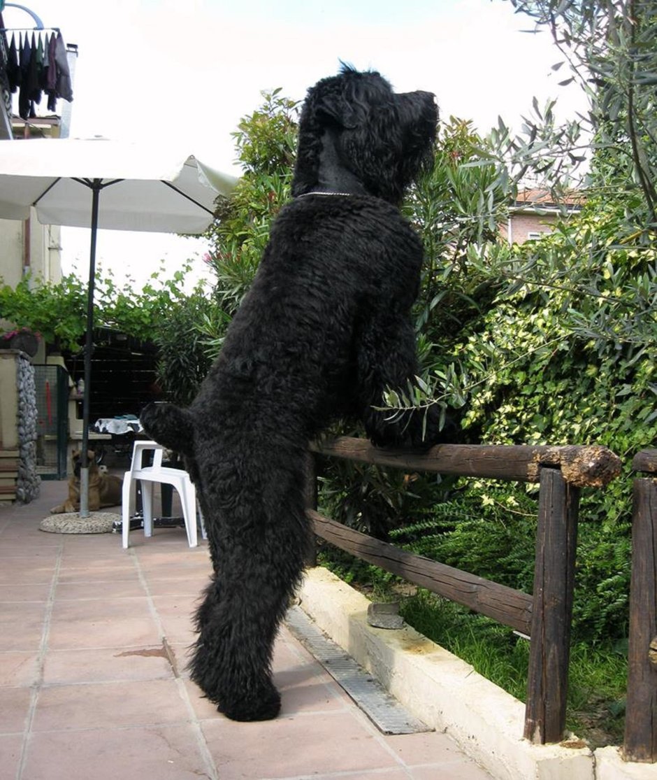 Черный терьер собака Сталина