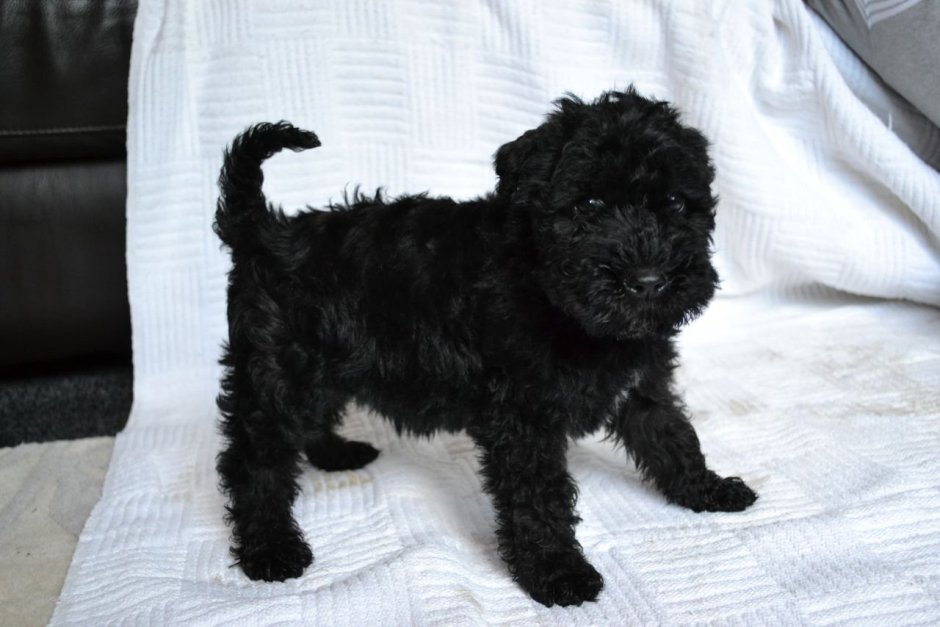 Кокапу черный