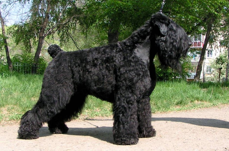 Чёрный терьер Сталина