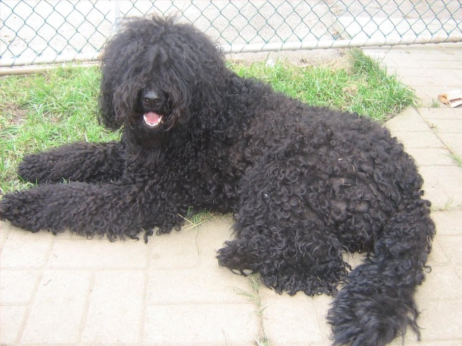 Малый пудель черный