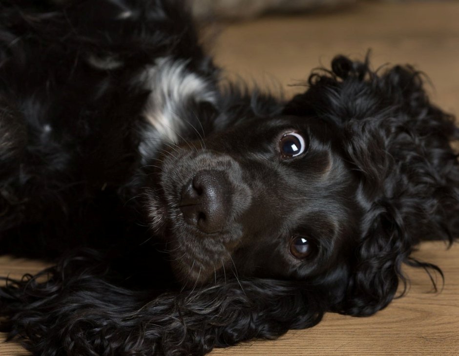 Бишон фризе черный