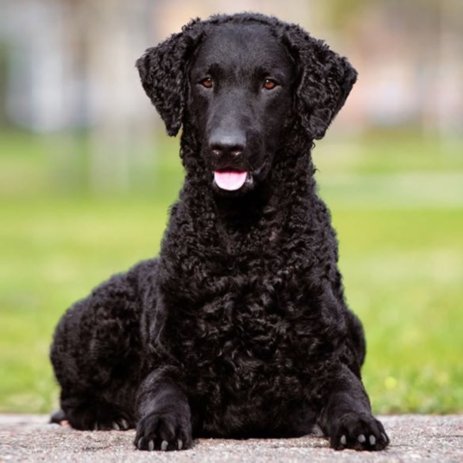 Русский черный терьер