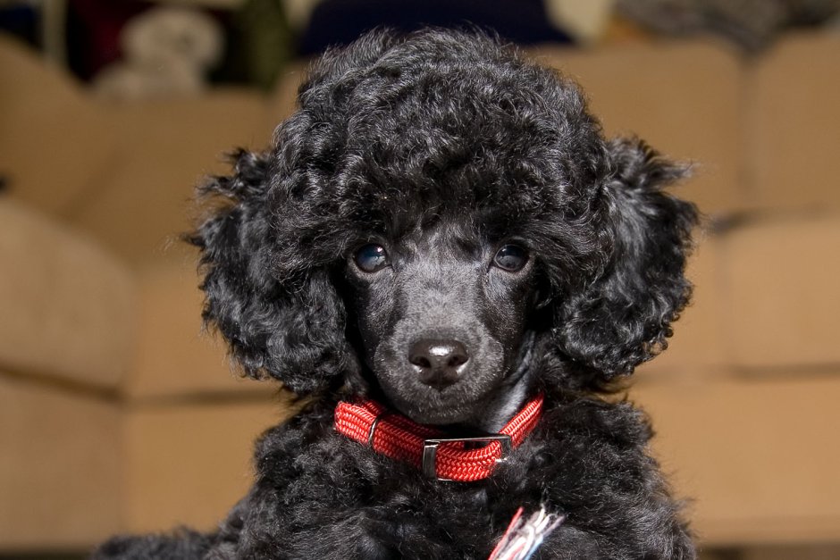 Португальская пастушья овчарка