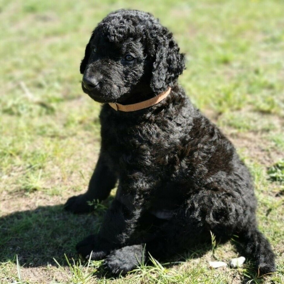 Керри Блю терьер черный