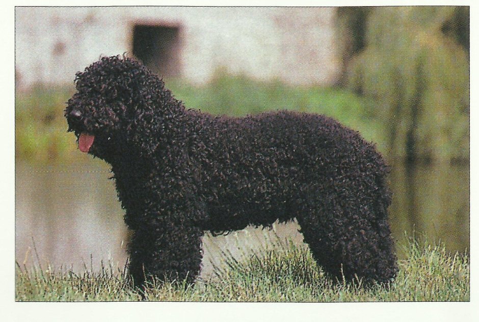 Курчавошерстный ретривер