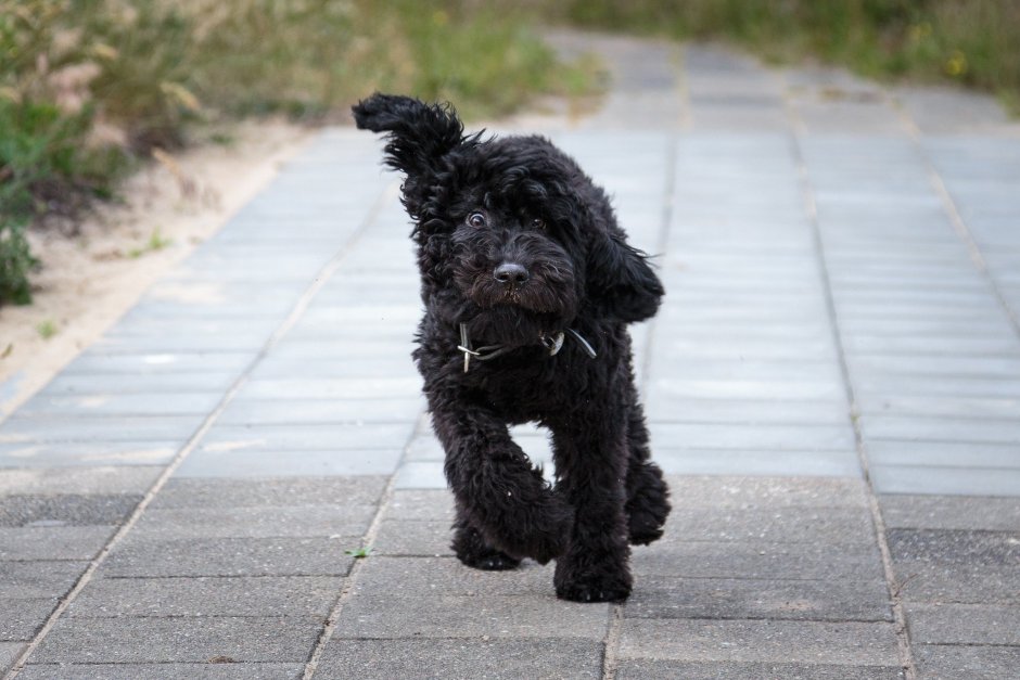 Черный терьер (русский черный терьер)