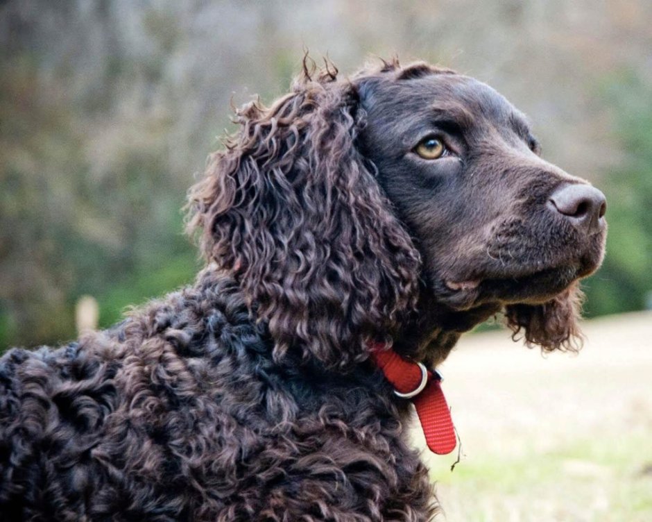 Черный Голдендудль