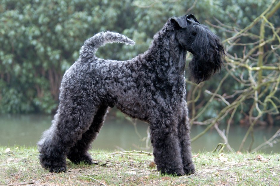 Барбет черный