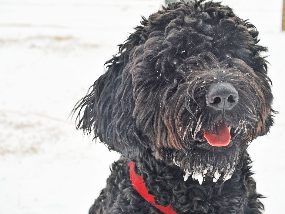 Черный терьер (русский черный терьер)